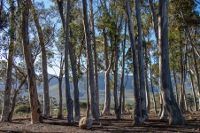 I love blue gum trees… their coloured bark and the sound of the wind through their leaves.