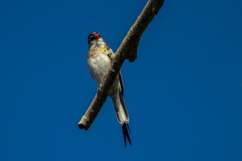 Pin-tailed Whydah high up in willow tree… see the little tail feathers are starting to grow!!